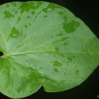 Telosma cordata (Burm.f.) Merr.